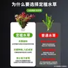Aquário Paisagismo com Plantas Aquáticas Anel de Plantio para Plantas Aquáticas Plantas Verdes Negativas Grama Centopeia Anubias Purificar Qualidade da Água Plantas Hidropônicas