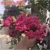 Plántulas de Azufaifo para Patio, Plantas en Maceta Cohete Rojo Americano, Flores para Patio de Villa, Plantas Verdes, Flores de Azufaifo en Maceta para Cuatro Estaciones