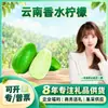 Seleção CuidadosaLimão Perfumado de Hainan Produtos Frescos Compra no Atacado Ingredientes de Frutas Frescas / 5-7 Frutas Frescas por Jin