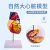 45cm hueso natural corazón grande 28cm torso modelo de enseñanza de tres piezas ayudas educativas para niños se puede montar