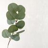 Planta Verde Artificial Flor Única de Eucalipto Arranjo de Flores Acessórios de Flores Amazon Mori Flor Artificial Arranjo de Flores