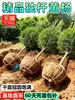 Envío directo de plantones de boj de un solo tallo para jardines de villas, bonsáis grandes, resistentes al frío, de hoja perenne, boj de hoja pequeña