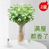 Flores Que Florescem por Muito Tempo e São Fáceis de Cultivar, Lírios, Sino dos Ventos, Flores de Corte Frescas, Plantas Hidropônicas de Cabelo Reto de Yunnan, Rosas, Arranjos de Flores de Interior