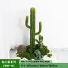 Plantas y Cactus Verdes del Desierto para Paisajismo de Interiores, Cactus Columnas Grandes Decorativos para Escaparates de Tiendas de Ropa