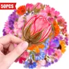 Abastecimiento Directo Transfronterizo 50 Hojas PET Flores Frescas Transparente Pegatinas PET para Agenda Flores Secas Cuaderno Botella de Agua Laptop Calcomanías
