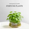 Hierba de Dinero Cultivo Hidropónico en Tierra Planta Viva Purificadora de Aire Interior Oficina Escritorio Maceta Flor Perenne Todo el Año