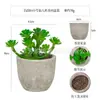 Planta en Maceta Artificial Mini Transfronteriza Hecha a Medida Adornos de Escritorio Bonsái Suculento de Simulación Flor Artificial Planta Verde Pulpa Suculenta Planta en Maceta