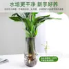 Las Plantas Hidropónicas Ave del Paraíso Son Fáciles de Cultivar y Viven en Todas las Estaciones. Sala de Estar Planta Verde Plantas en Maceta en la Oficina Escritorio Florales Strelitzia Reginae