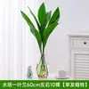 Plantas hidropónicas, una orquídea de una sola hoja en una maceta, vegetación interior popular, de hoja perenne durante todo el año, adecuada para salas de estar, plantas acuáticas fáciles de cuidar