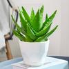 Aloe Vera en Maceta Interior Eliminación de Formaldehído Purificador de Aire Planta Verde Escritorio de Oficina Suculenta Fácil de Cultivar Flores y Cactus Todo el Año