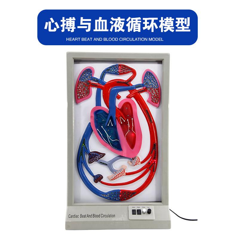 QH3323心搏与血液循环模型_02.jpg