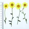 Flores Secas com Galhos, Crisântemos e Margaridas Prensados, Kit de Material para Abajur de Mesa com Flores Prensadas, Marcador de Página de Flores Naturais, Espécime de Planta em Resina