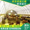 Invernaderos de Cría de Unidad Única para Uso Doméstico, Corrales para Cerdos y Pollos, Invernaderos Multicampo con Estructura de Acero, Invernaderos Sencillos para Verduras, Invernaderos para Verduras Galvanizados por Inmersión en Caliente