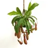 Planta Enredadera Amorosa Suculenta Colgante Todo el Año Perenne Interior Colgante Pared Planta Verde Enredadera Enmacetada Colgante Orquídea Flor de Balcón