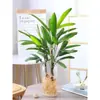 Bambú Marrón de Bambú Hidropónico en Maceta Grande de Hojas Finas Bambú Arroz Jinshan con Raíces Plantas Hidropónicas de Interior Cultivadas en Agua Bambú Guanyin Florales y Plantas Verdes