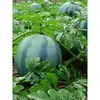 Melancia Artificial Melancia Falsa Modelo de Fruta Brinquedo Adereço Black Beauty Melão Kirin Melancia Grande Decoração de Loja de Frutas