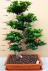 Mudas de Bonsai de Tronco de Árvore Perene de Quatro Estações Plantas de Interior Ginseng Banyan Ficus de Folha Pequena Árvore em Vaso Novo Trigo Artificial Resistente ao Frio Taibo