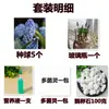 Bulbos e sementes de Jacinto para cultivo hidropônico em ambiente interno, cultivo em solo no inverno, flores de vaso resistentes e fáceis de cultivar
