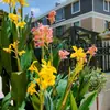 Los bulbos de planta de Canna son fáciles de cultivar, Flores hidropónicas, Plantas en maceta para jardines exteriores, Plantas verdes, Plantas de suelo, Plántulas de flores, Rizomas perennes