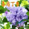 Dropshipping de mudas de lilases, mudas de flores perfumadas, plantas resistentes ao frio que florescem em todas as estações, pátios externos no Norte e no Sul