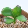 Planta Suculenta Mini Atacado Cabeça de Flor Artificial Pequenos Acessórios para Arranjo de Flores Suculenta Falsa Flor de Plástico Planta Decorativa Planta em Vaso