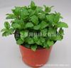 Plantas de Interior em Vaso com Folhas Verdes: Pothos, Menta, Planta Cobra, Árvore do Dinheiro, Jasmim e Outras Combinações de Plantas Verdes