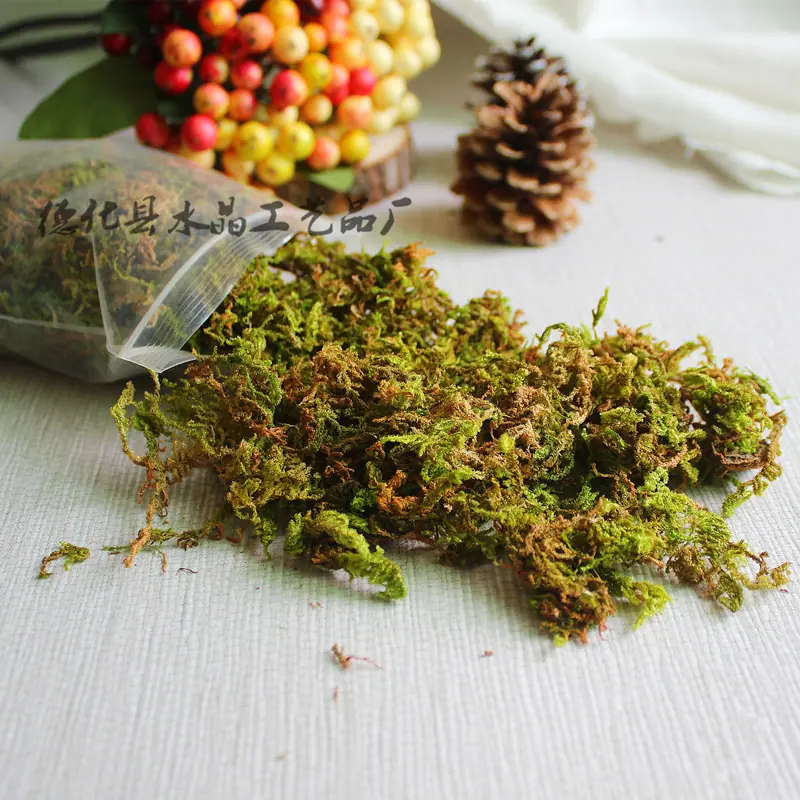 苔藓主图2_副本