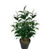 Simulación Aceite vegetal Árbol de té Planta verde Té falso Decoración interior Paisajismo Jardín de té falso Paisaje Fabricantes Mayorista