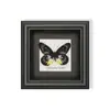 Borboleta Verde - Espécimes de Borboletas, Borboletas Reais, Várias Espécies de Borboletas de Asas Abertas, Borboletas Originais para Ensino, Presente para Amigos, Presente de Aniversário com Toque de Luxo