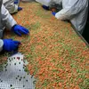 Verduras Mixtas Congeladas Rápidamente, Cubos de Zanahoria Congelada, Cubos de Chícharo Congelado, Arroz Frito al Por Mayor, Snacks Ligeros, Verduras Mixtas para Ensalada, Comida Instantánea