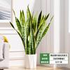 Orquídea Tigre com Borda Dourada Planta Verde em Vaso Suculenta Grande para Interior Fácil de Cuidar Todas as Estações Sala de Estar Absorvedora de Formaldeído Planta Grande em Vaso