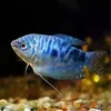 Pez Manlong, Alevines de Agua Dulce, Peces Ornamentales, Fáciles de Criar, Resistentes, Peces Pequeños Que No Necesitan Oxígeno, Pez Lili Pequeño y Colorido, Peces Vivos para Principiantes