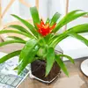 Plantas hidropónicas, Reina Ruyi, plantas en maceta, potos, plantas de interior, gardenia, palma roja, rojo auspicioso, flores verde jade