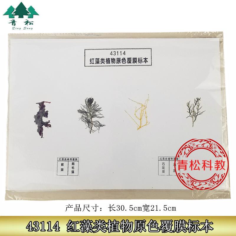 红藻类植物原色覆膜标本_副本