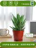 Envío directo Aloe Vera en maceta Interior Dormitorio Purificador de aire Resistente a la sequía Florales y Plantas Verdes Escritorio de oficina Buen almacenamiento