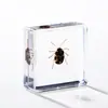 A Fábrica de Artesanato Zhongkun vende espécimes de insetos genuínos como itens decorativos, embutidos em resina de alta transparência, como brinquedos científicos educativos para crianças.
