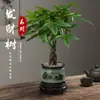 Árbol del Dinero Maceta Planta de Interior Tierra para Flores Pequeño Bonsái Cultivado en Maceta Planta Verde para Sala de Estar Oficina Fortuna Cerámica Maceta Pequeña