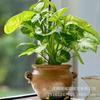 Elfo Verde Celebridad de Internet, Planta en Maceta a Prueba de Radiación para Escritorio de Oficina Tolerante a la Sombra para Purificar el Aire, Plantas Verdes y Florales Fáciles de Cultivar para Principiantes
