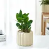 Estilo Ins Escandinavo Decoración de Interiores de Oficina Rinoceronte Blanco Lirio de Calas Sala de Estar Planta Verde Planta en Maceta Purifica el Aire y Elimina el Formaldehído