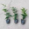 Aspargo Plantas em Vaso Interior Escritório Plantas Verdes Florais Fácil de Cultivar Bonsai o Ano Todo Hidropônico Mudas de Aspargo Anão Varanda