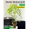 Planta Verde de Arce Dorado Fluyente en Maceta Bonsái de Interior Tocón Viejo Planta de Escritorio de Oficina Fácil de Cuidar Todas las Estaciones Arce Zen