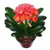 Plantas de Clívia em Vaso, Mudas de Orquídea Borboleta Clívia Perene, Plantas de Orquídea Atacado, Mudas de Clívia