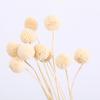 Ramo de Flores Secas Yunnan Bola Dorada Estilo Nórdico ins Adornos de Flores Eternas Flor Decorativa para Sala de Estar Accesorios para Sesión de Fotos Venta al por Mayor