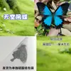 Especímenes de Mariposas Reales para Práctica, Mariposas Originales con Alas Sin Abrir, Materiales DIY para Espécimenes de Insectos, Mariposas Monarca, Insectos Originales, Mariposas Cola de Golondrina