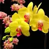 Las plántulas de Phalaenopsis son fáciles de cultivar en todas las estaciones. Plantas Verdes y Flores en Maceta para Balcón de Oficina en Interiores Fáciles de Cultivar