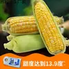 Maíz dulce recién cosechado con cáscara, maíz dorado de fruta cultivado en granja, maíz amarillo tierno 4.5 kg Envío gratis