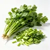 Cilantro congelado, cilantro congelado rápido, cilantro picado, cilantro finamente picado, verduras congeladas, ingredientes para catering comercial, venta al por mayor de fábrica