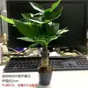 Planta Pote Árvore da Fortuna - Planta Decorativa de Interior para Riqueza, Adequada para Sala de Estar, Escritório, Mesa de Trabalho, Fácil de Manter o Ano Todo, Ideal para Presentes de Inauguração