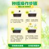 Plantas Pequeñas en Maceta para Niños Caja de Observación del Crecimiento de Plantas para Estudiantes Fresa Maíz Girasol Granja Miniatura de Jardín de Infancia
