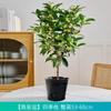 Una Pieza de Dropshipping Plántulas de Osmanthus de Cuatro Estaciones, Florales Resistentes al Frío, Plantas en Maceta de Osmanthus Dorado para Balcón, Montones Viejos de Patio, Período de Floración de Aroma Fuerte